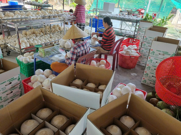 Hình ảnh hoạt động công ty Phước Thành Tài - Nông Sản Phước Thành Tài - Công Ty TNHH Xuất Nhập Khẩu Quốc Tế Phước Thành Tài